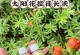 以太阳花换盆的步骤和技巧（掌握以太阳花换盆的关键，让你的花朵焕发新生）