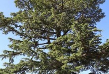 松树的生长周期（开花、结果及其时间安排）