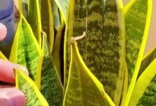 如何处理虎皮兰烂叶子软了的问题（保养技巧与救治方法分享）