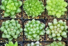 多肉玉露的养殖技巧与注意事项（打造健康繁盛的多肉玉露的关键是什么？）