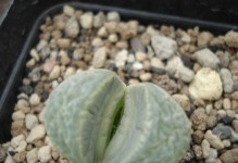 生石花脱皮的奇迹（揭秘生石花脱皮过程中的神奇变化）