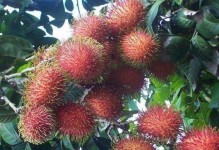 红毛丹种子的种植方法（快速入门教程，让你轻松栽培红毛丹）