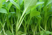 四季菜的生长特征与品种鉴别（探究四季菜的生态环境与生理特性，教你轻松识别不同品种）