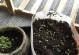 荆芥的日常养护方法（是否需要每天浇水？如何保持荆芥健康生长？）
