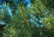 青松是被子植物吗？——解析青松的科学分类