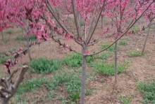 红叶碧桃的花期和生长习性（红叶碧桃的开花时间、花期长短及对土壤和水分的需求）