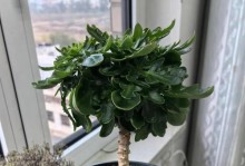 长寿花冬季养护全攻略（冬天如何打理长寿花，让它度过寒冷的季节？）