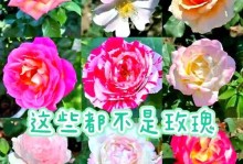 如何正确修剪月季花和玫瑰（技巧、工具及时间安排详解）