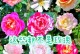 如何正确修剪月季花和玫瑰（技巧、工具及时间安排详解）