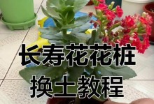 长寿花开完花的换盆技巧（打造健康长寿花的关键步骤及注意事项）