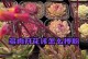 多肉植物的刷子授粉技巧（简单有效的多肉植物繁殖方法）