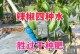 辣椒需要每天浇水吗？（浇水频率对辣椒生长的影响）