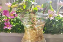 以花叶子有土如何保持干净（简单方法帮助您保持花叶子有土的清洁和健康）