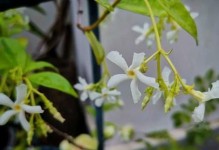 风车茉莉不开花的原因及解决方法（探究风车茉莉不开花的可能原因，提供有效的解决方法）