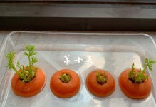 水培萝卜没芽怎么办？（解决水培萝卜没有芽生长的问题方法大全）