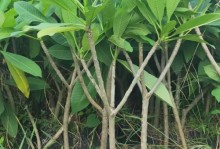 鸡蛋花叶子掉光了怎么办？（叶子掉光的原因及恢复方法）