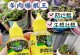 多肉浇水太多了怎么办？（避免过度浇水的关键方法与技巧）