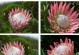南非帝王花种子的种植与养护（掌握关键步骤，打造盛开花园）