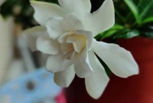 栀子花花谢的美与哀（探寻栀子花花谢之美和深意）