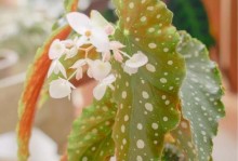 掌握丽格海棠水培扦插方法，轻松种植健康植物（丽格海棠水培方法详解，提升养植成功率）