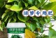 绿萝花叶子发黄的原因及治疗方法（解析绿萝花叶子发黄的原因，探讨有效的治疗方法）