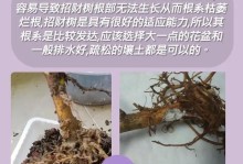 从萌芽到繁荣——发财树的生长过程（探究发财树的栽培技巧与养护方法，揭秘其生长之谜）