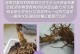 从萌芽到繁荣——发财树的生长过程（探究发财树的栽培技巧与养护方法，揭秘其生长之谜）
