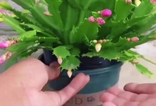 蟹爪兰怎么科学浇水？（11月蟹爪兰浇水技巧分享）