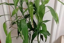 富贵竹长得太高了怎么办？（简单有效的方法控制富贵竹生长）