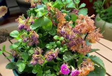 长寿花烂根了怎么办？拯救方法揭秘！（长寿花烂根后的抢救措施及预防方法）