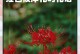 永不再见——一篇探讨花语的文章（以什么花的花语为例？令人难忘的告别语）