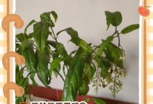 茉莉花叶子发黄怎么办（教你如何解决茉莉花叶子发黄的问题）