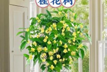 揭秘（香味美妙却潜藏危机，如何安全享受桂花香气？）