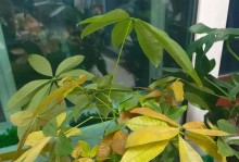 发财树的养护与繁衍之道（以发财树为主题，了解其养护要点与繁殖技巧）