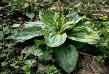 车前草种植指南（种植时间、地点、土壤等关键因素）
