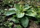 车前草种植指南（种植时间、地点、土壤等关键因素）
