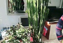 仙人箭养护指南（培育仙人箭的关键要点及养护技巧）