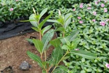 长春花的浇水秘籍（正确的浇水时间和方法让你的长春花更茂盛）