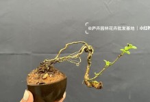 六月雪修根指南（探索六月雪的修根之道，让你的植物更健康）
