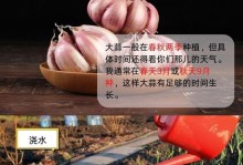 大蒜种植技巧详解（从选种到收获，让你轻松种好大蒜）