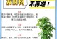 招财树的最佳养殖方法（打造富贵之树，从招财树的养殖开始）