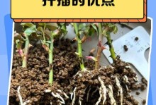 生命的延续之道——以怎么扦插存活为主题（探究植物扦插的技巧与方法，助您成功实现繁殖）