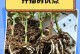 生命的延续之道——以怎么扦插存活为主题（探究植物扦插的技巧与方法，助您成功实现繁殖）