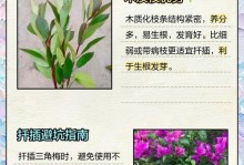 如何快速使三角梅生根（掌握简便而高效的方法，让你的三角梅迅速生根茁壮成长）