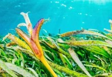 海草养殖技巧——如何养好海草