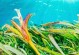 海草养殖技巧——如何养好海草
