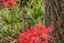 彼岸花的开花期有多久？（从种植到开花，全方位解析彼岸花）
