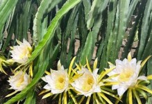 火龙果的种植技巧（以火龙果怎么养殖方法）