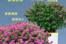 满天星花冬季养殖方法（打造美丽花坛的关键技巧）