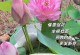 莲花为什么不开花（探究莲花不开花的原因与解决方法）